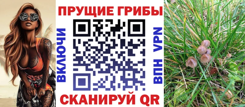 Купить где  Бугульма  Галлюциногенные грибы Cubensis 